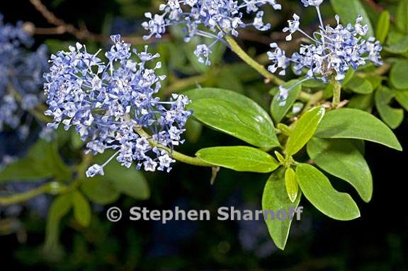 ceanothus parvifolius 4 graphic